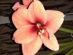 shilah_sylvester's picture