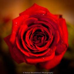 WriterInMe88's picture