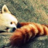 PandaMoglus's picture