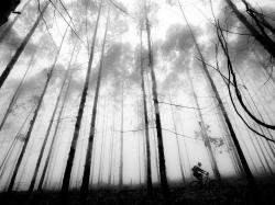 LacedFeathers's picture