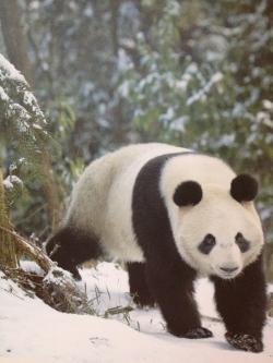 nature_fr33k's picture