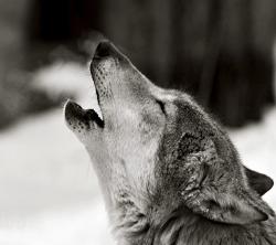 brightestnight13's picture