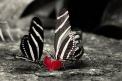 NOLImeTANGERE's picture