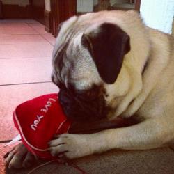 sofiaserrato's picture