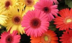 olgasofia7's picture