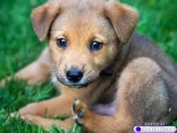 Samsonteddy666's picture