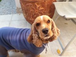 MoisesCampeasr's picture