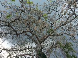 CaroBasuro's picture