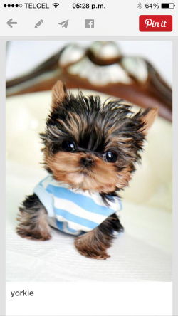 Malena_Flores's picture