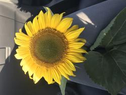 InsertPseudonymHere's picture