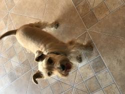 javieradrian97's picture