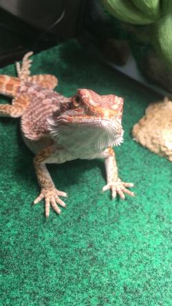 andresvillarreal's picture