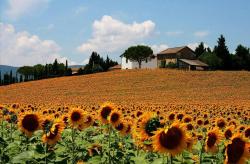 danielalvt's picture