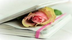 Rosa, Libro, Poesía, Blanco, Licitación