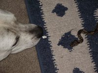 HayleyShaver's picture